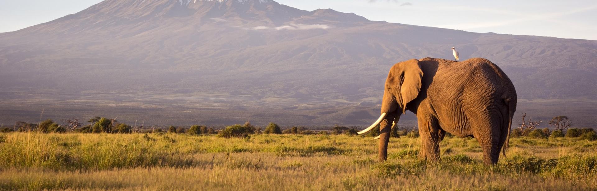 Elephant walking on grasslands with mountain in background.