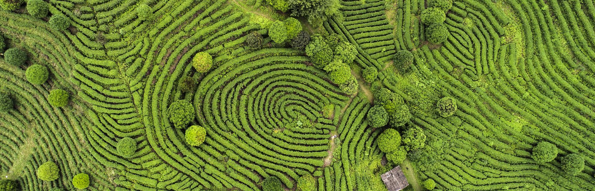 Aerial view of lush, green tea field.